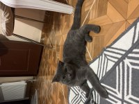 Scottish fold dişi yavru