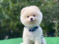 Pomeranian