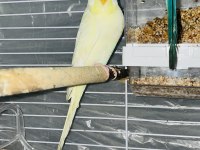 Lutino muhabbet kuşu