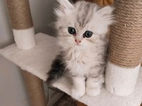Mianin Pamuk Şekerleri Kedilerim