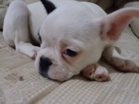 ÇOK TATLI OYUN DELİSİ FRENCH BULLDOG