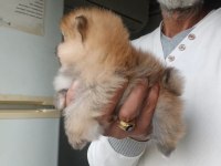 Orijinal Pomeranian Boo Köpeğimiz