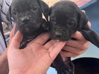Cane corso bebek köpekler