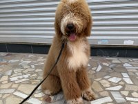 Full eğitimli 6 aylık dev poodle erkek yavru