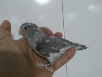Forpus papağanı 1 yaşında