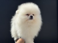 Çok özel tea cup pomeranian boo yavrularımız