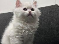 Pamuk Gibi British Longhair