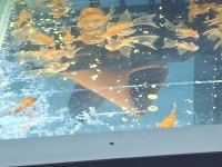 LDA 16 LONGFIN TÜL VATOZ
