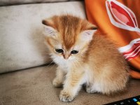 British shorthair yavrular