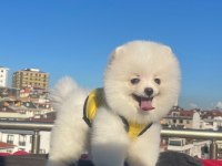 Orjinal spitz olmayan pomeranian boo cinsi çocuklar