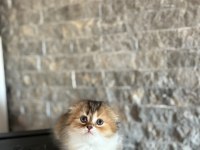 SCOTTISH FOLD SEVİMLİ YAVRULARIM 