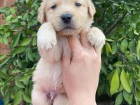 Orjinal golden retriever yavrular