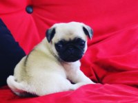 PUG mops safkan yavrular