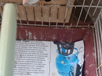 1 adet dişi goldiyan ve bengal ispinozları