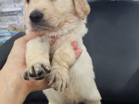 Baby face golden retriever yavrular