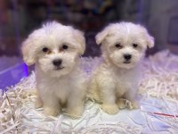 KORE TEACUP BEMBEYAZ HARİKA MALTESE TERRİER BEBEKLER