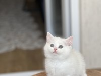 İnsan Canlısı British Shorthair Yavrum