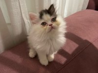 İran kedisi yavrularımız yeni yuvalarını arıyor