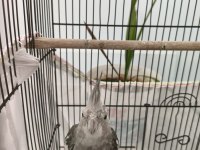 Grey sultan papağanı