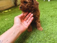 Show kalite kore redbrown toy poodle yavrularımız