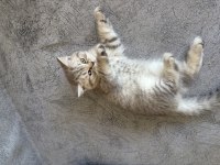 Yavru british shorthair prensesler