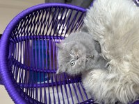 British Shorthair Safkan Yavru