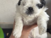 Shih Tzu Yavrularımız
