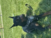 Doberman yer sıkıntısından dolayı sahiplendiriyorum
