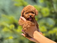 Toy poodle köpekler