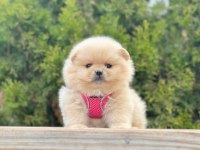 A KALİTE POMERANİAN BOO YAVRULARIMIZ