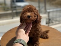 Petmode köpek çiftliğinde ziyarete açık toy poodle