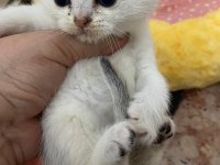 Eğik Kulaklı Beyaz Oyuncu ve Tatlı Yavru Kedilerim
