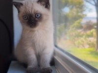 Şık Çikolata Point British Shorthair Yavrumuz