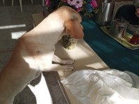 Ücretsiz melez büyümeyen köpeğimiz