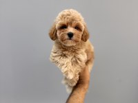 BİR BİRİNDEN GÜZEL MALTIPOO YAVRULARİMİZ