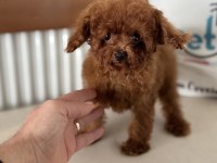 700 gr 4 aylık kore micro tea cup poodle