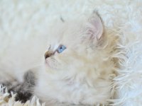 Mas mavi gözlü muhteşem british longhair ny1133