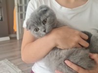 Sağlıklı minik kedimiz uygun bütçeyle sahiplendirilecek