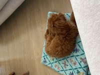 Poodle ve Terrier kırması