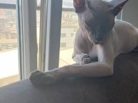 ACİL SFENKS KEDİMİZ