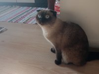 Sevimli british shorthair kedimiz