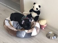 French Bulldog 3 Aylık Blue Gen