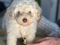 Show kalite toy poodle