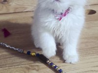 British shorthair harika bebekler