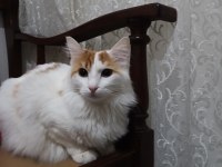 Kısırlaştırılmış dişi kedimiz