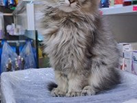 British longhair yavru