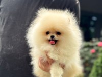 Pomeranian Boo 