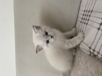 British shorthair annemizin ilk yavruları