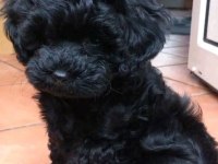 Sevimliliğiyle Büyüleyen Siyah Toy Poodle