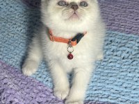OYUNCU MİNNAK KEDİLER
